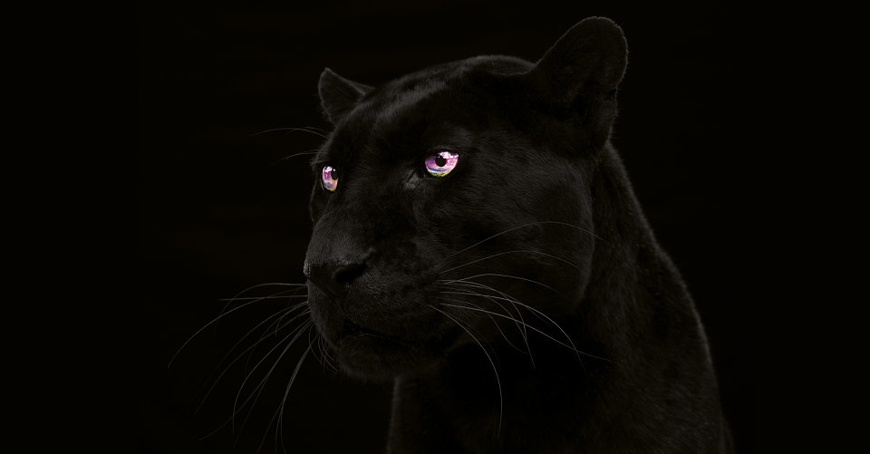 Blog Panther