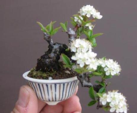 07-mame-bonsai.jpg.4e53da3b7e47ecbd8cce15d994fbc686.jpg