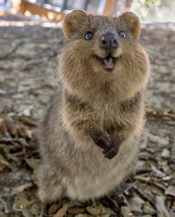 Quokka (West-Australia, Rottnest Island) 01 cute.jpg
