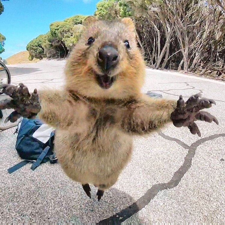 Quokka (West-Australia, Rottnest Island) 03 jump hands, by campbell jones 2017 Rottnest Island.jpg